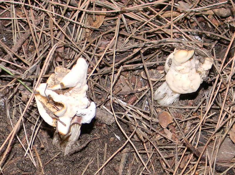 Helvella crispa fotog. il 17.12.2010.
