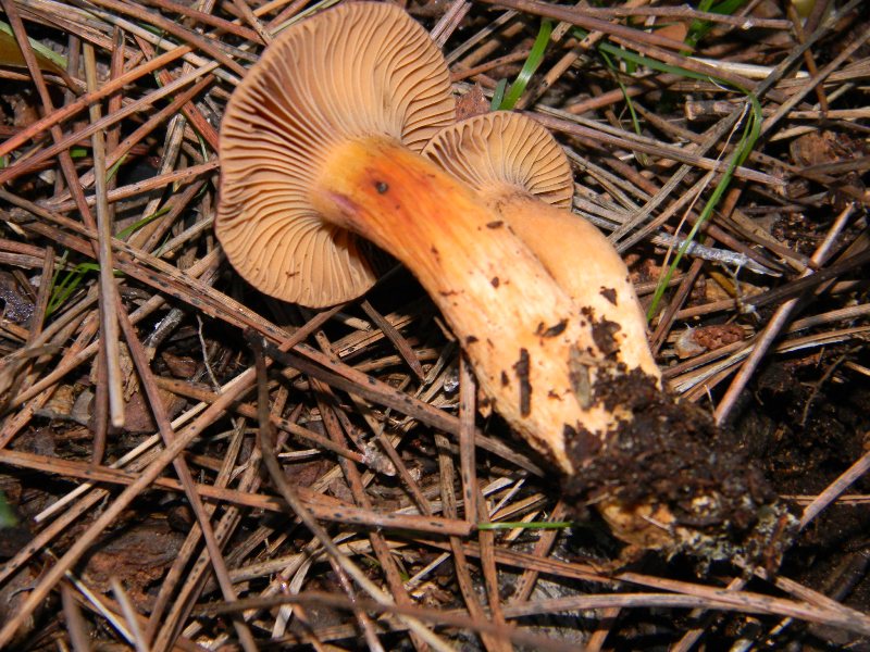 Fotografati il10.01.2012.sotto Leccio e Pino marino