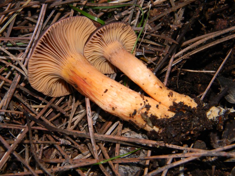 Fotografati il10.01.2012.sotto Leccio e Pino marino