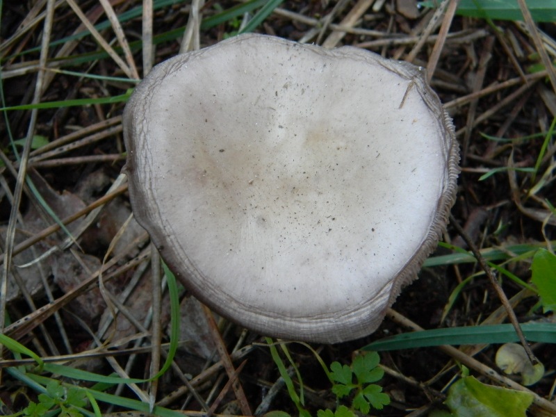 Fotografati il10.01.2012.sotto Leccio e Pino marino