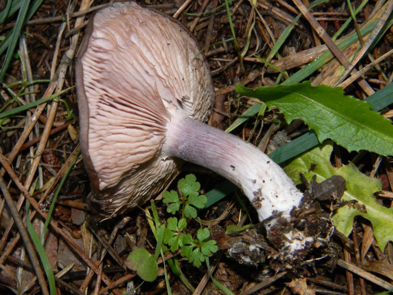 Fotografati il10.01.2012.sotto Leccio e Pino marino