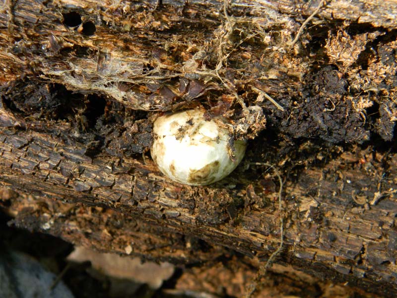 Ritrovamenti del 24.06.2011. 3gruppo