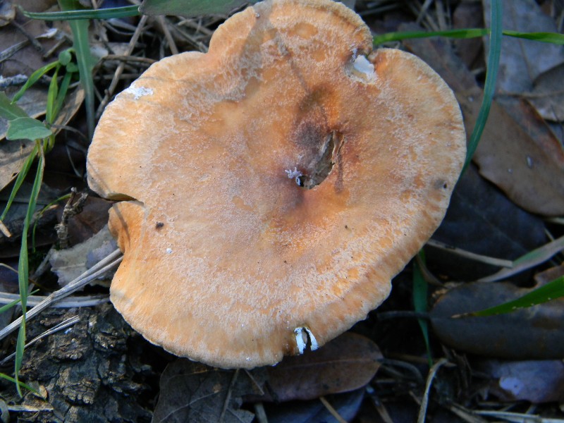 Fotografati il10.01.2012.sotto Leccio e Pino marino