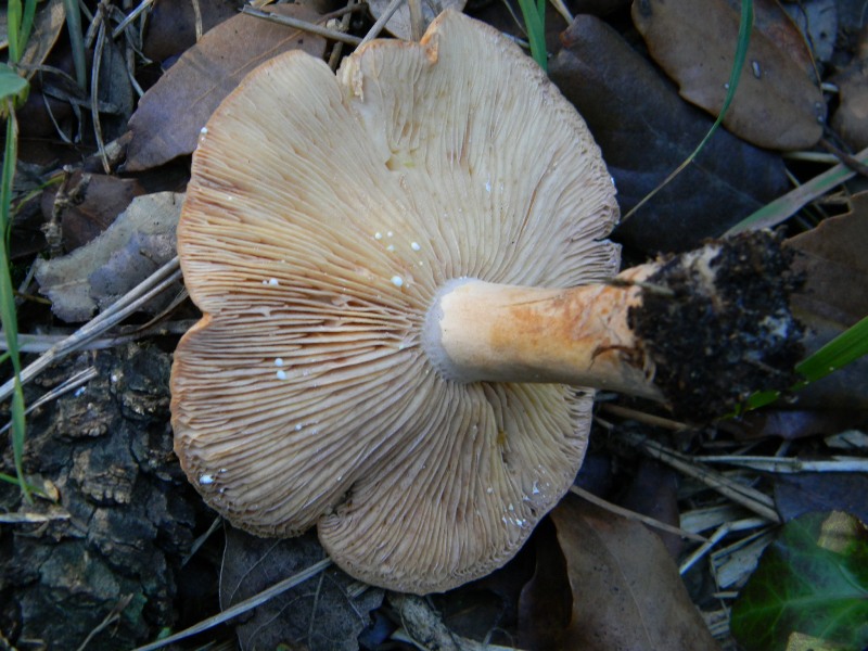 Fotografati il10.01.2012.sotto Leccio e Pino marino