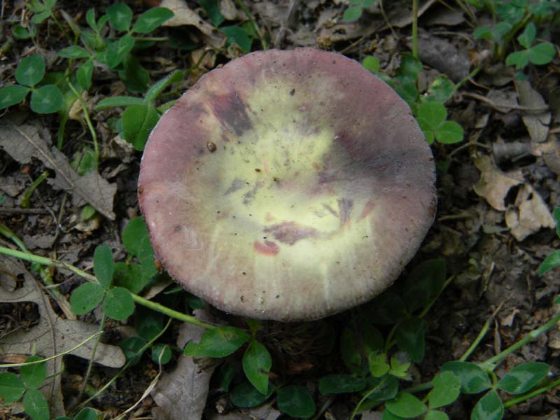 Ritrovamenti del 24.06.2011. 3gruppo