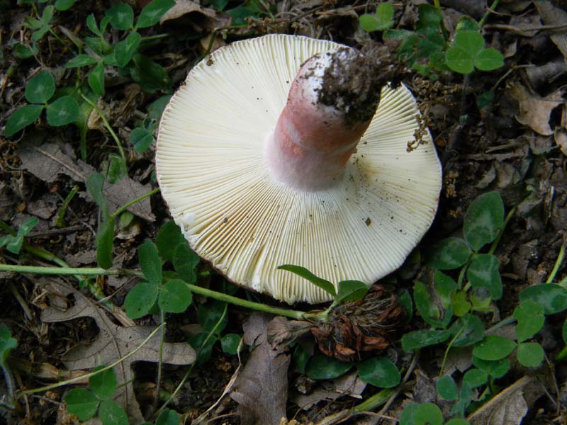 Ritrovamenti del 24.06.2011. 3gruppo