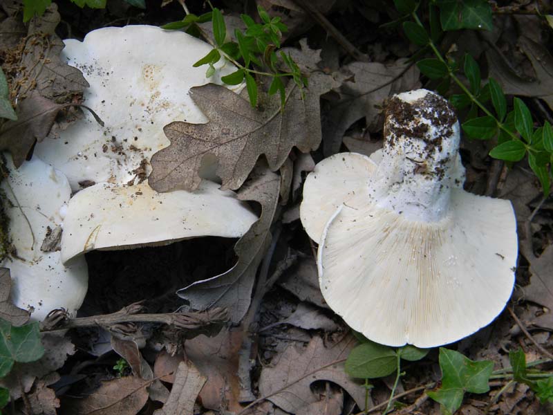 Ritrovamenti del 24.06.2011. 3gruppo