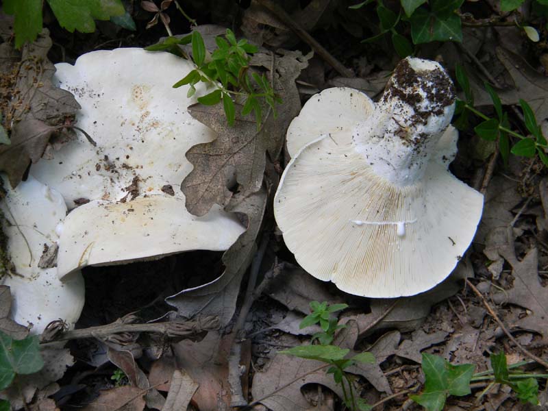 Ritrovamenti del 24.06.2011. 3gruppo