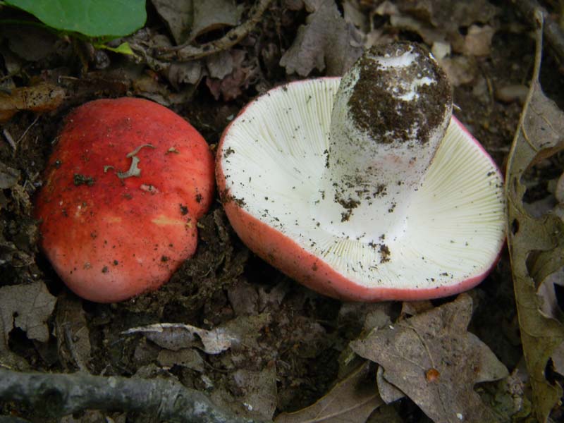 Ritrovamenti del 24.06.2011.sotto Quercia 1gruppo