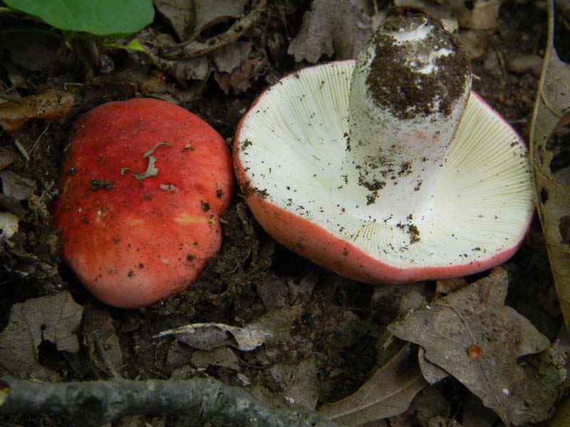 Ritrovamenti del 24.06.2011.sotto Quercia 1gruppo