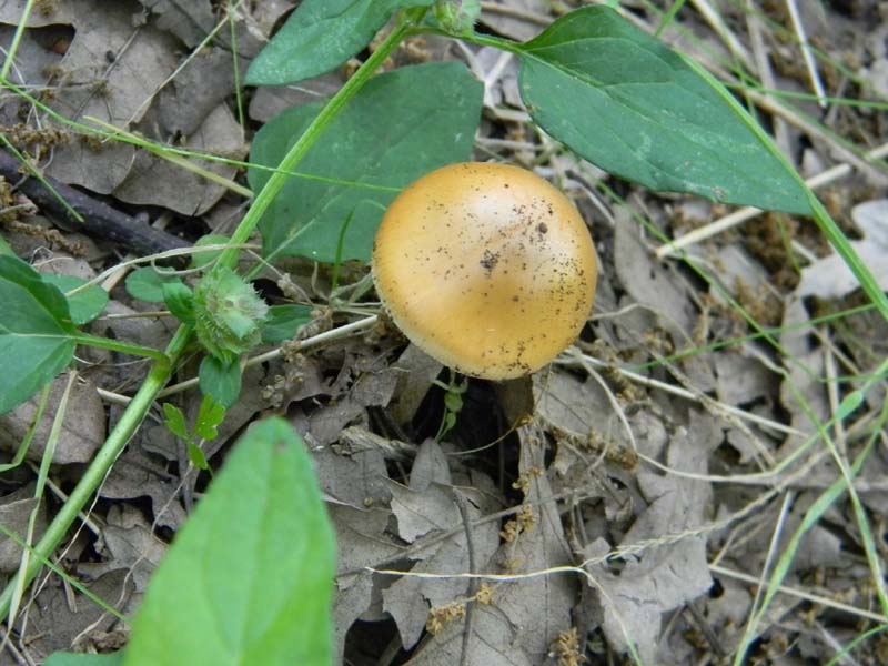 Ritrovamenti del 24.06.2011.sotto Quercia 1gruppo
