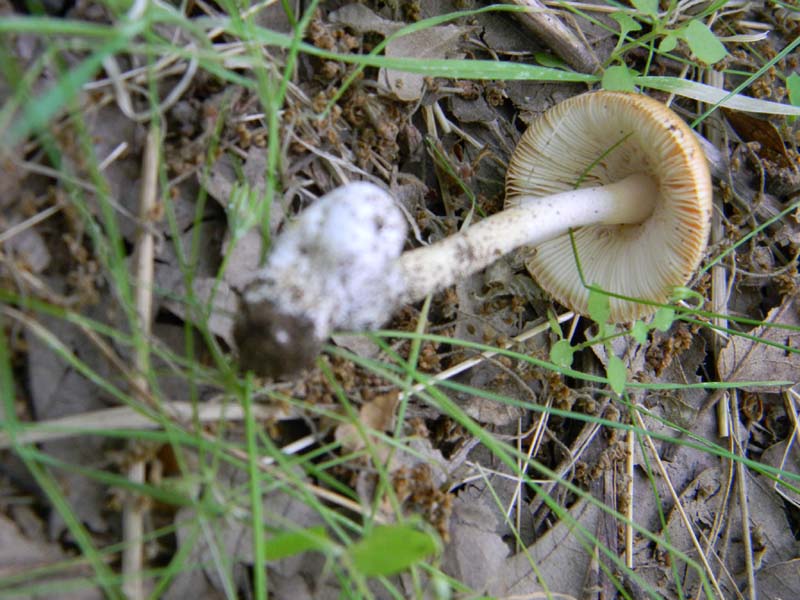 Ritrovamenti del 24.06.2011.sotto Quercia 1gruppo