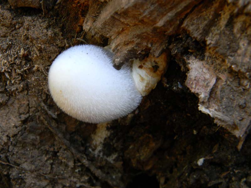 Ritrovamenti del 28.06.2011. 1gruppo