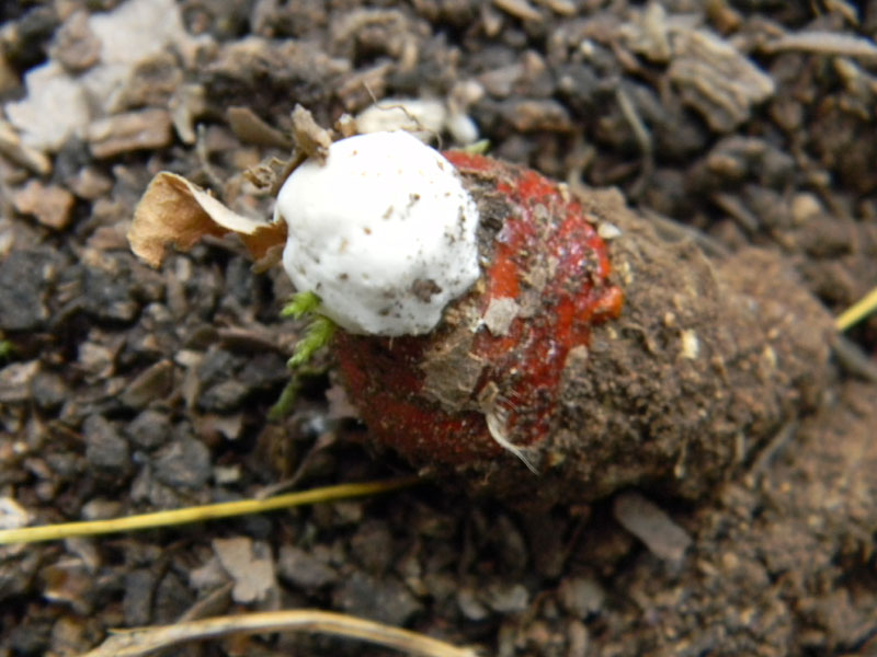 2.Ganoderma lucidum fotog.il 5.07.2011.prima del diluvio