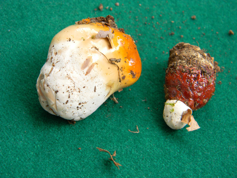 2.Ganoderma lucidum fotog.il 5.07.2011.prima del diluvio