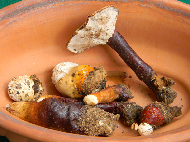 2.Ganoderma lucidum fotog.il 5.07.2011.prima del diluvio