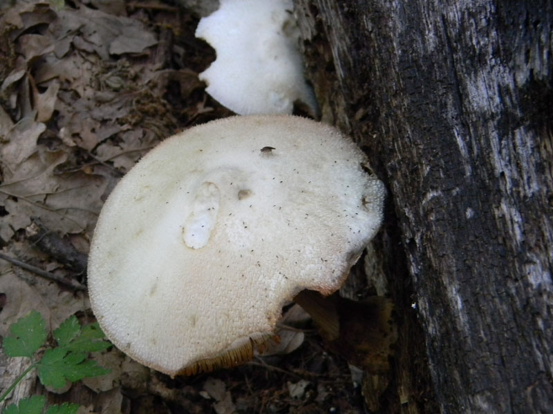 Ritrovamenti dopo il diluvio bosco di Quercia