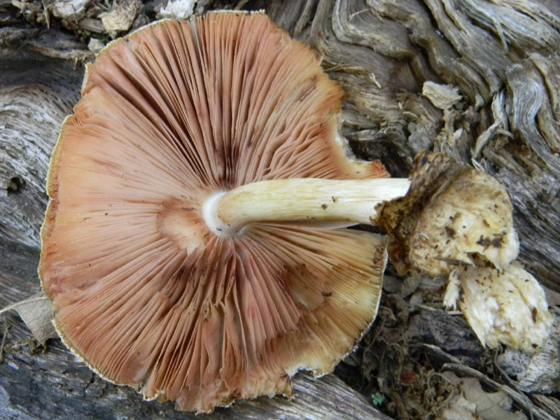 Ritrovamenti dopo il diluvio bosco di Quercia