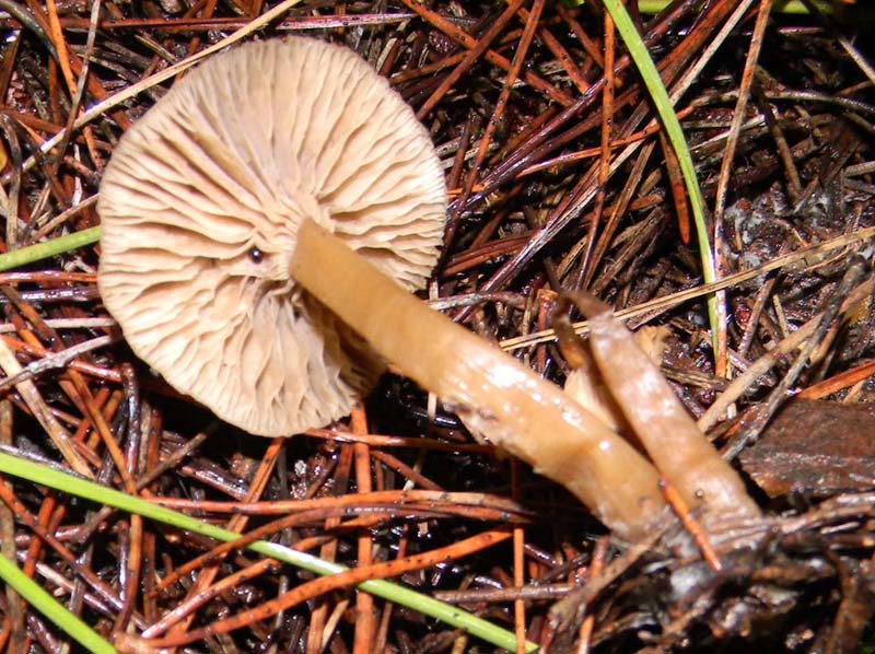 Fotog. il 24.12.2010. sotto pineta