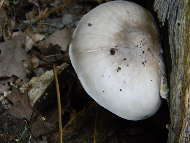 Ritrovamenti dopo il diluvio bosco di Quercia