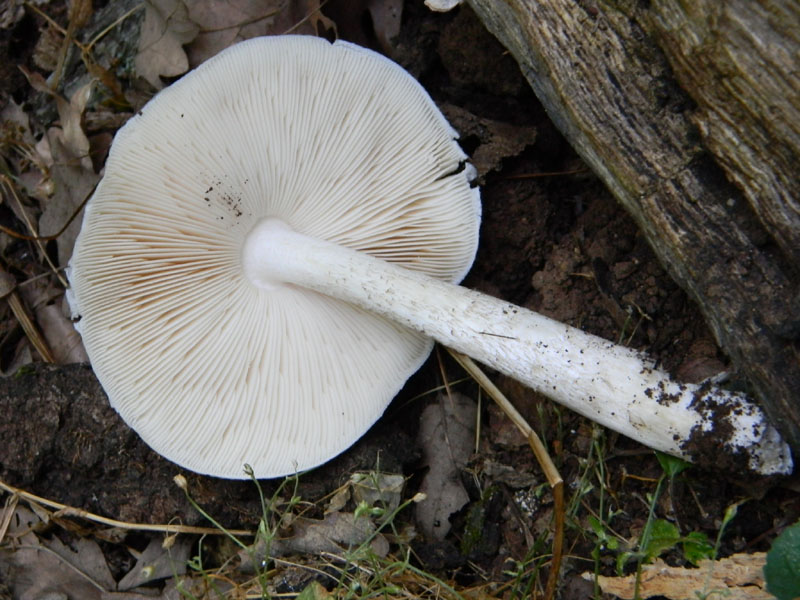 Ritrovamenti dopo il diluvio bosco di Quercia