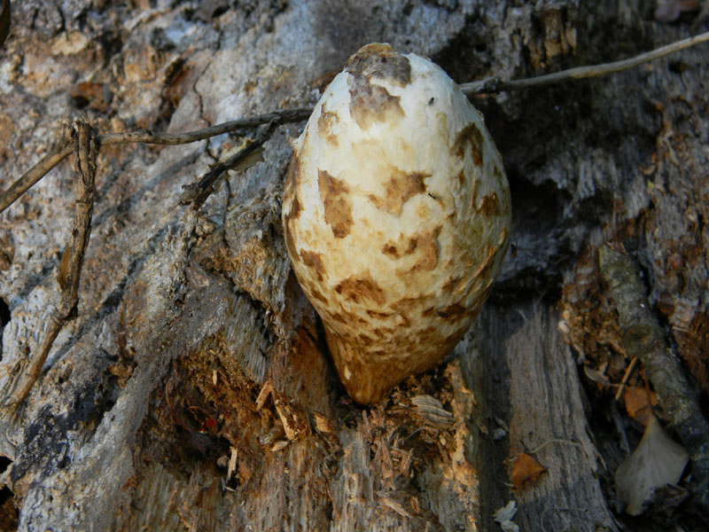 Ritrovamenti dopo il diluvio bosco di Quercia