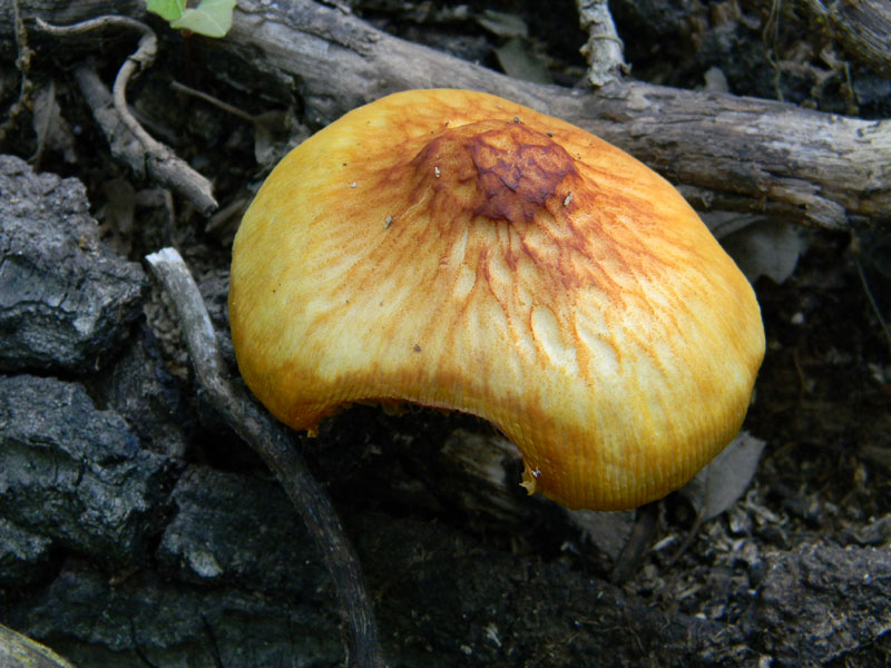 Ritrovamenti dopo il diluvio bosco di Quercia