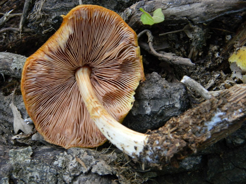 Ritrovamenti dopo il diluvio bosco di Quercia