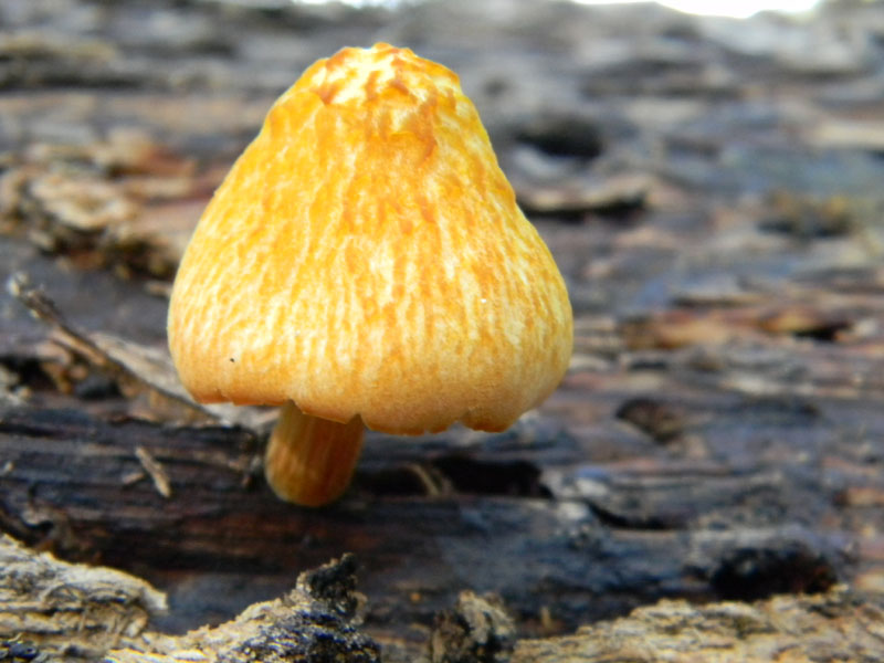 Ritrovamenti dopo il diluvio bosco di Quercia