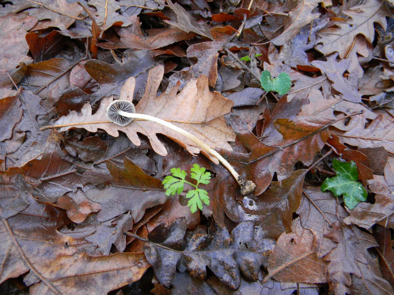 Fotografato il 24.12.2010.