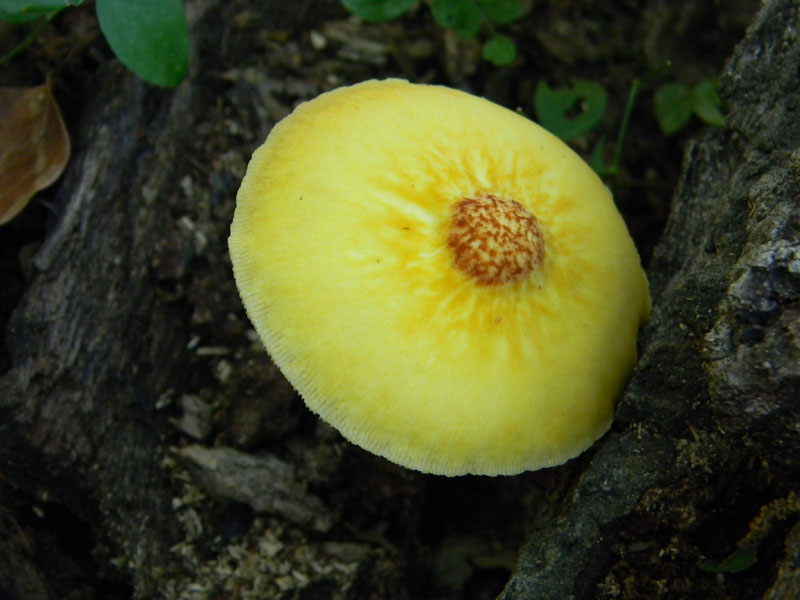 Ritrovamenti dopo il diluvio bosco di Quercia