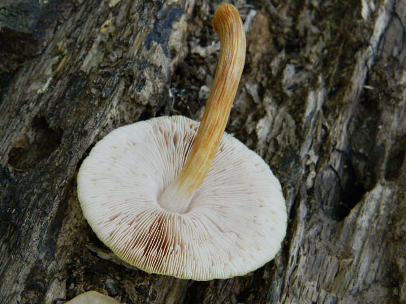 Ritrovamenti dopo il diluvio bosco di Quercia