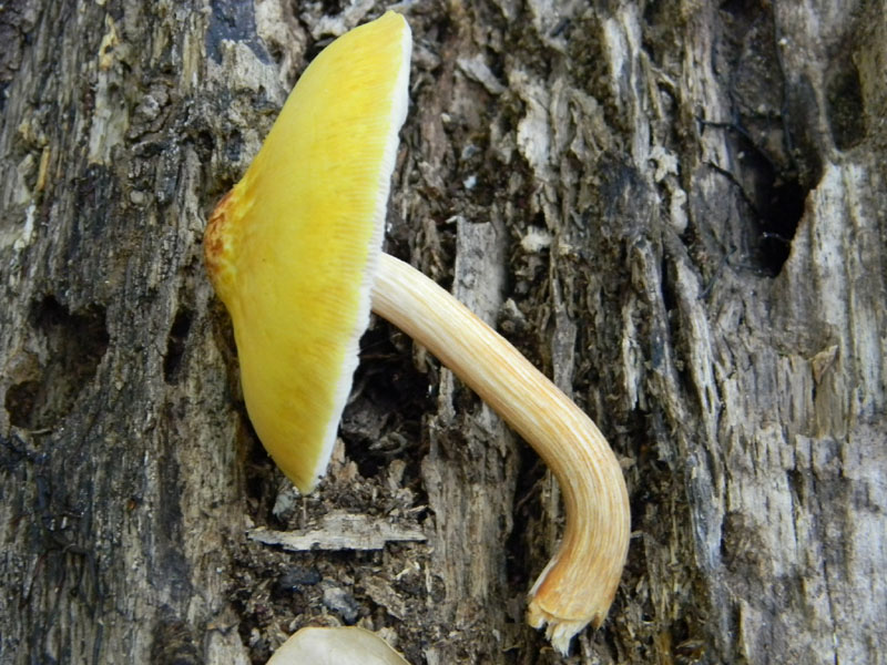 Ritrovamenti dopo il diluvio bosco di Quercia