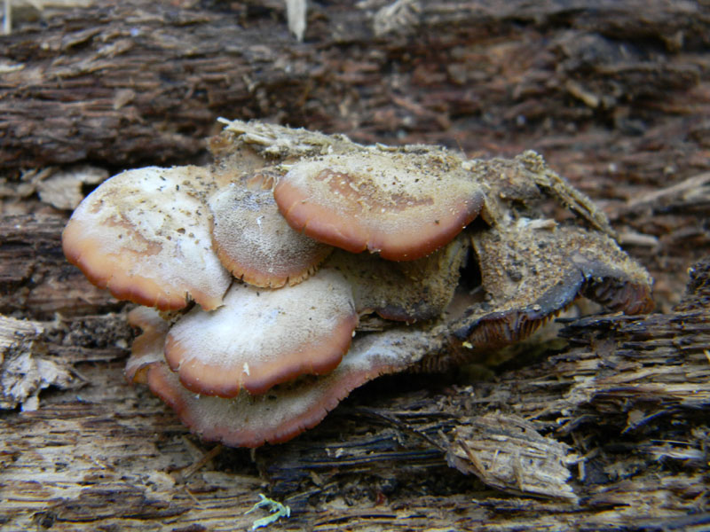 Ritrovamenti dopo il diluvio bosco di Quercia
