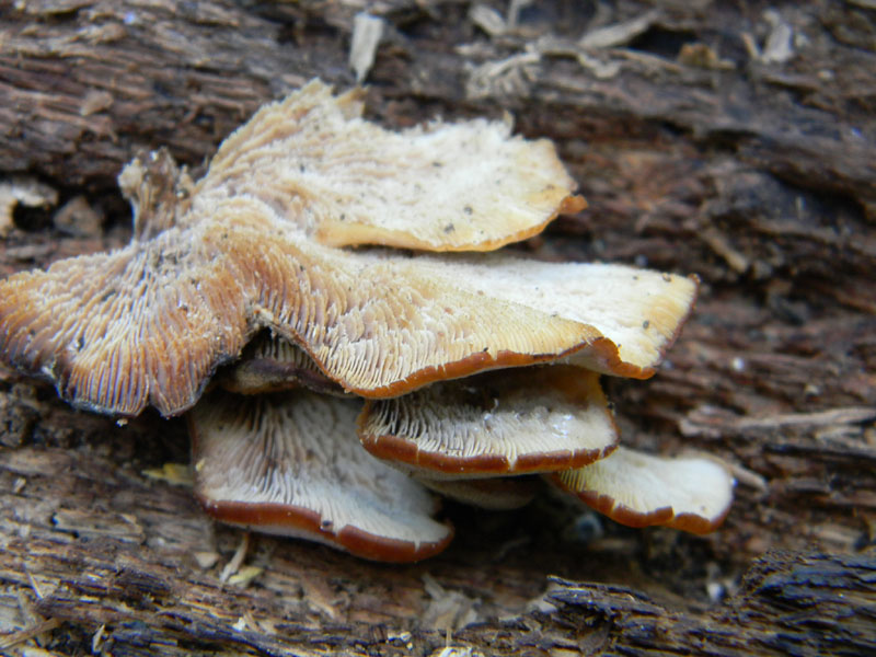 Ritrovamenti dopo il diluvio bosco di Quercia