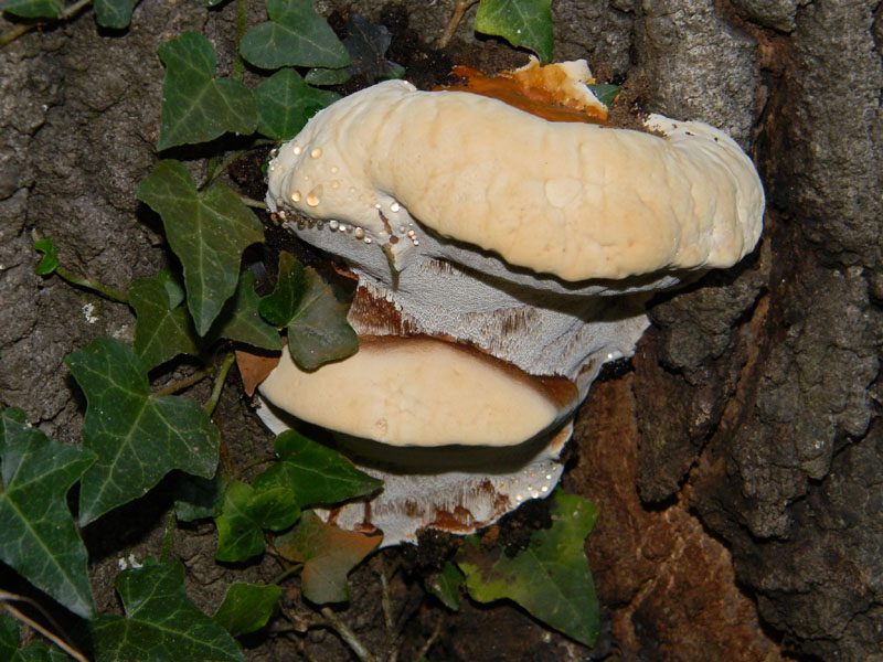 In bosco di Quercia (Aurantiporus fissilis) vedi foto n. 2