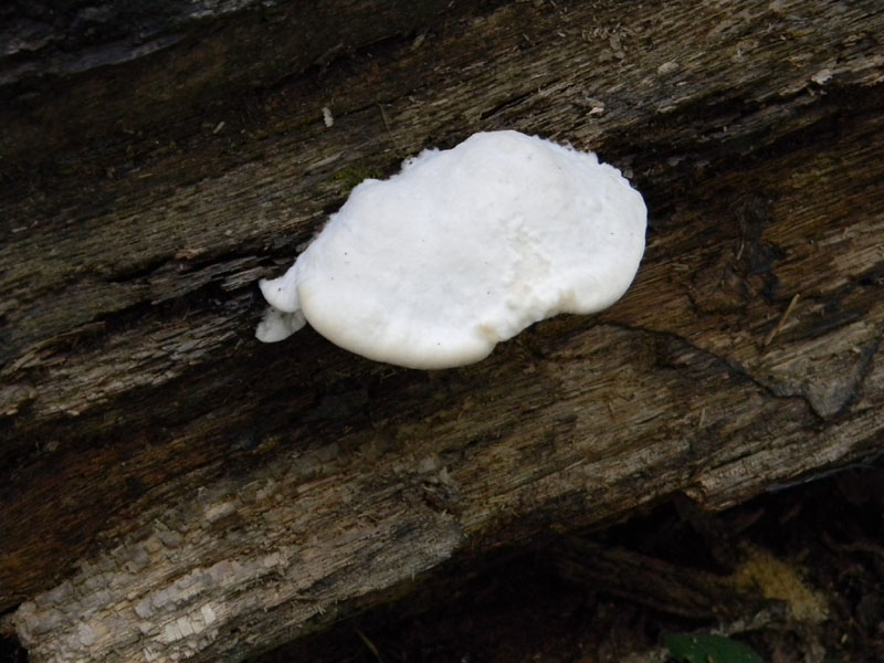 In bosco di Quercia (Aurantiporus fissilis) vedi foto n. 2