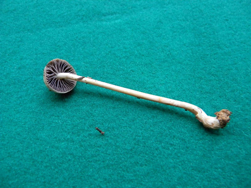 Fotografato il 24.12.2010.