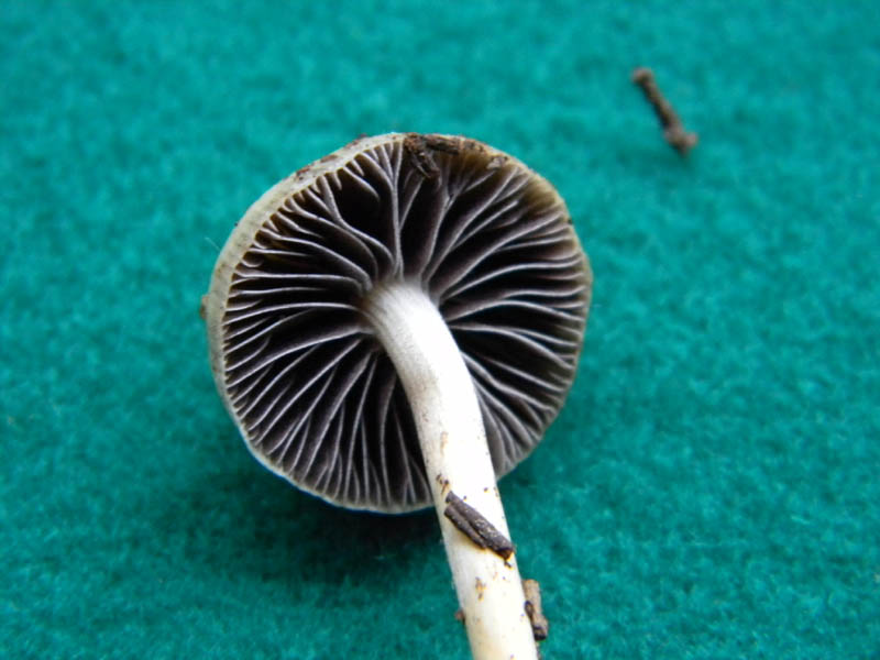 Fotografato il 24.12.2010.