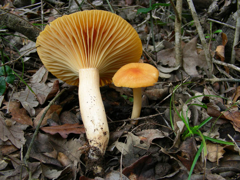 Due Hygrophorus vecchi ritrovamenti
