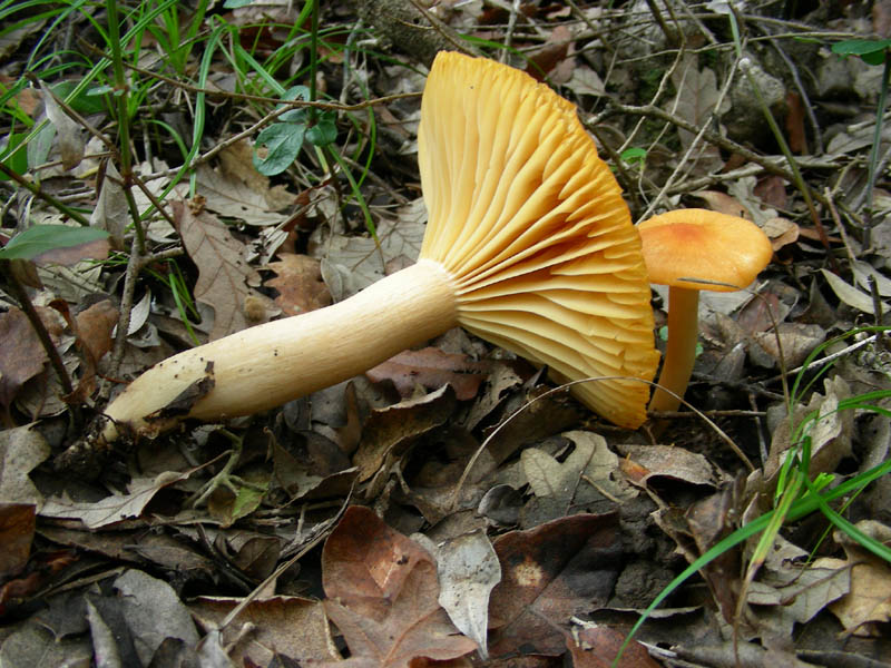 Due Hygrophorus vecchi ritrovamenti