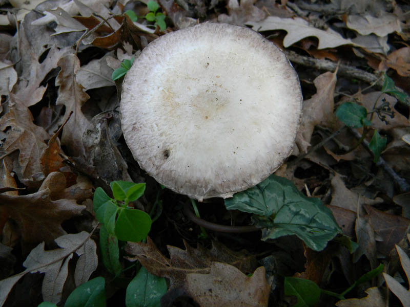 Agaricus arvensis s.l. -  fotog. il 28.12.2010.