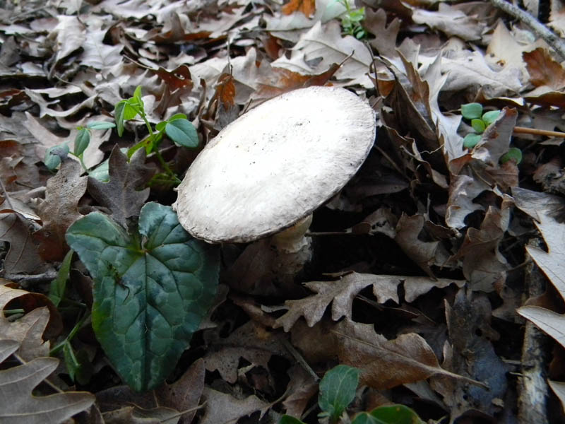 Agaricus arvensis s.l. -  fotog. il 28.12.2010.