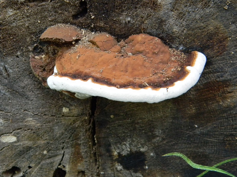 In bosco di Quercia (Aurantiporus fissilis) vedi foto n. 2