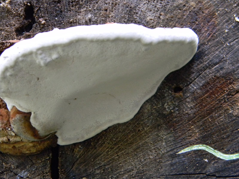 In bosco di Quercia (Aurantiporus fissilis) vedi foto n. 2