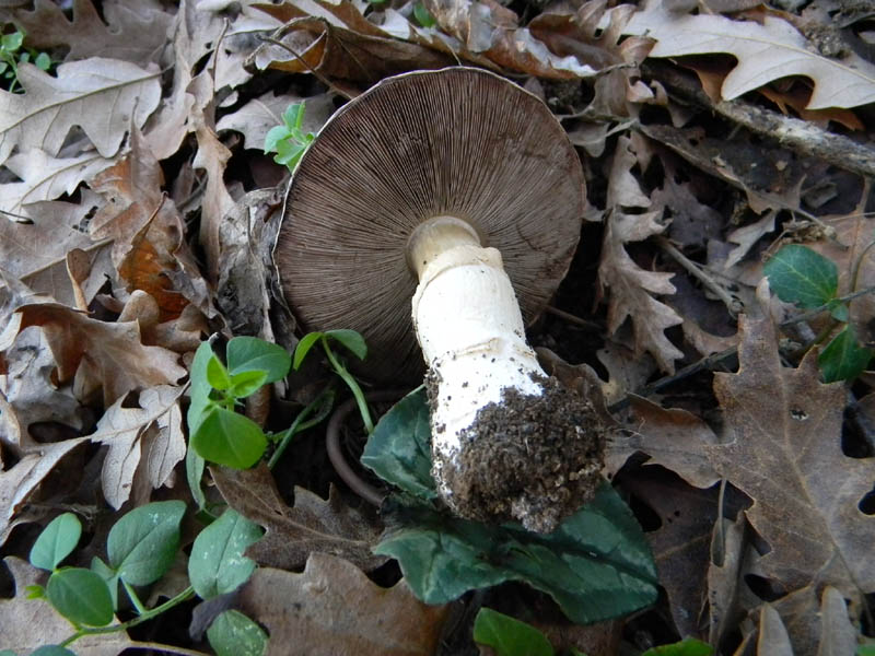 Agaricus arvensis s.l. -  fotog. il 28.12.2010.