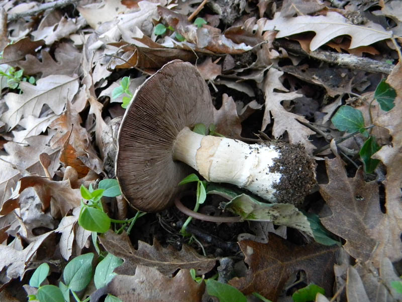 Agaricus arvensis s.l. -  fotog. il 28.12.2010.