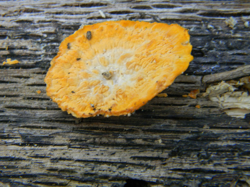 In bosco di Quercia (Aurantiporus fissilis) vedi foto n. 2