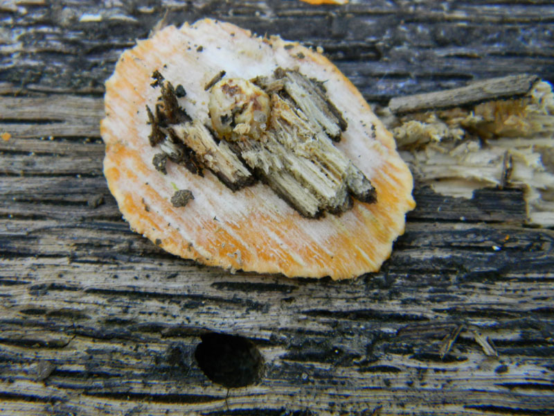 In bosco di Quercia (Aurantiporus fissilis) vedi foto n. 2