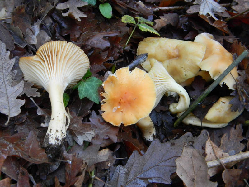 Camarophyllus pratensis fotog .il28.12.2010.